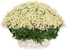 Цветочная композиция из Ромашки в корзине #REPLACE_PRED# Левошево